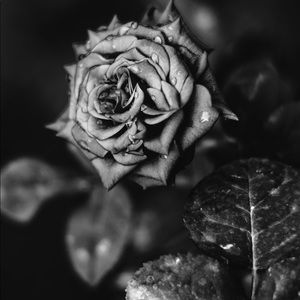 Meet your Posher, Jade